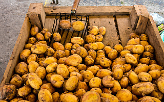Bank Żywności w Piszu rozpoczyna „Akcję Ziemniak”